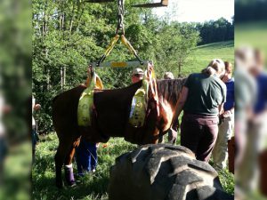 Westmoreland CART lifting a horse to safety